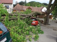 Kwikfynd Tree Cutting Services
benjaberring