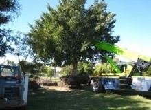 Kwikfynd Tree Management Services
benjaberring