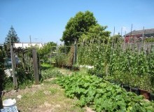Kwikfynd Vegetable Gardens
benjaberring